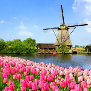 Blooming-Tulip-Field-with-Windmill-In-The-Netherlands
