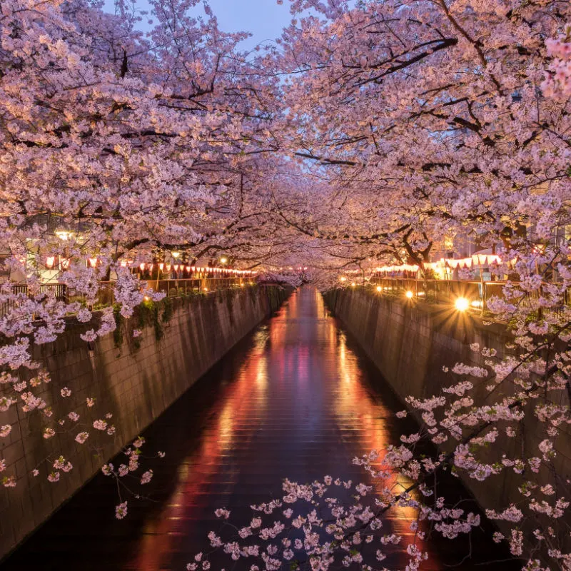 cherry blossoms in tokyo