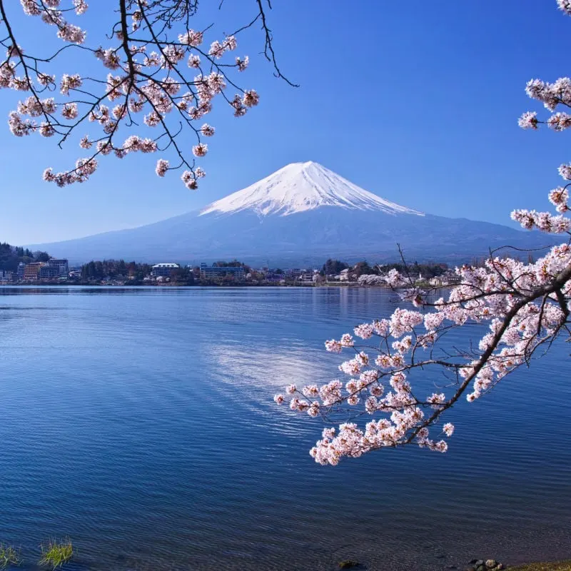 Cherry blossoms in full bloom seen from Ubuyagasaki on the northern coast of Kawaguchi lake