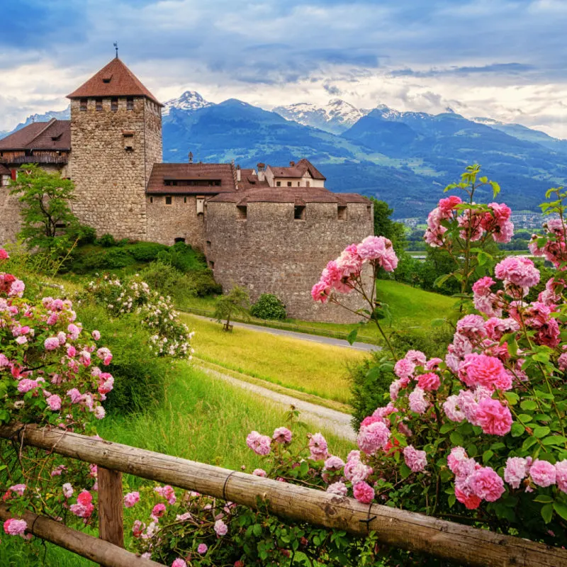Vaduz castle, Liechtenstein, in the Alps mountains, with beautiful blooming pink rose flowers