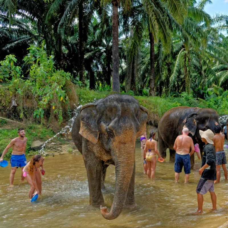 Tourists bathing elephants at Thailand sanctuary