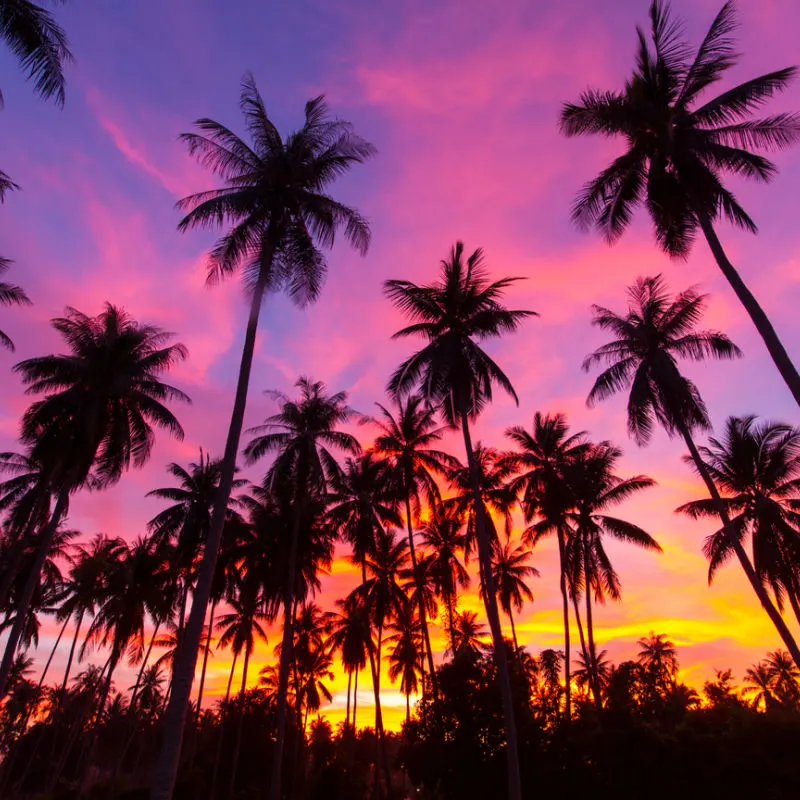palm trees at sunset in koh samui thailand