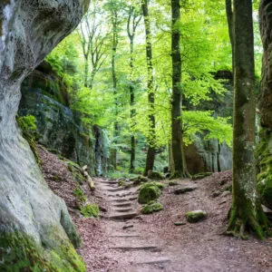 Mullerthal Forest In Luxembourg, Central Europe
