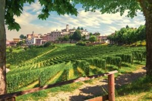 Vineyard in Piedmont region in Northern Italy