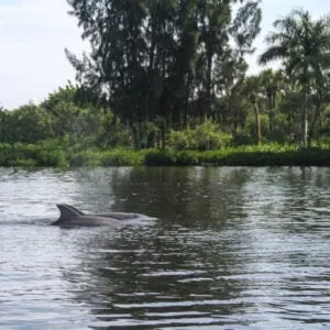 Dolphins in Indian River Lagoon Vero Beach FL
