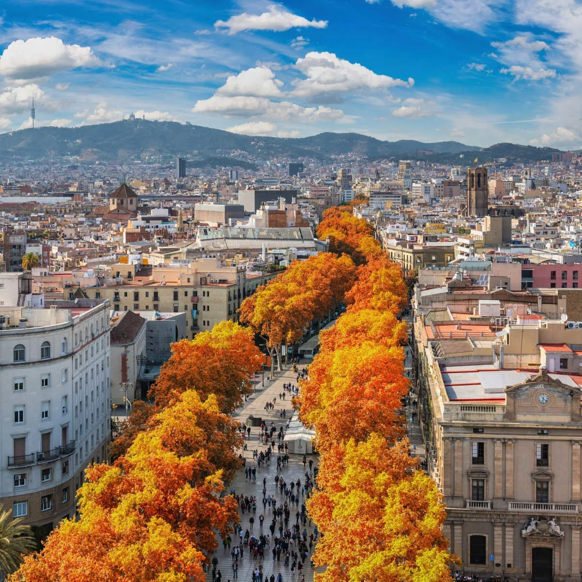 Barcelona Spain, high angle view city skyline at La Rambla street with autumn foliage season
