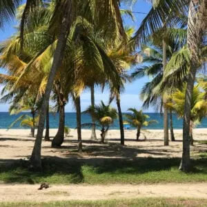 Palm tree lined beach in Tela Honduras