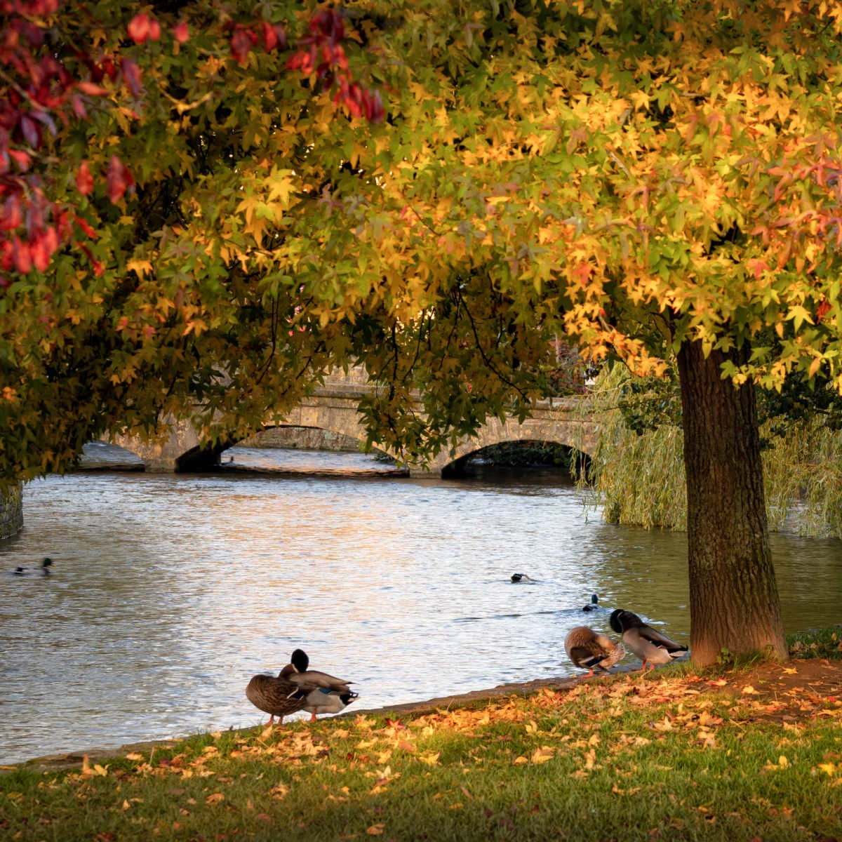 Fall foliage in Bourton-on-the-Water