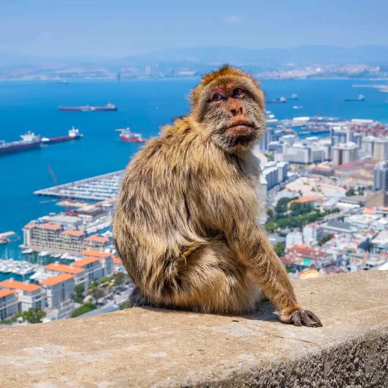 Native Macaque In Gibraltar