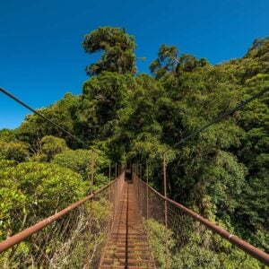 Rope Bridge In Panama, Central America
