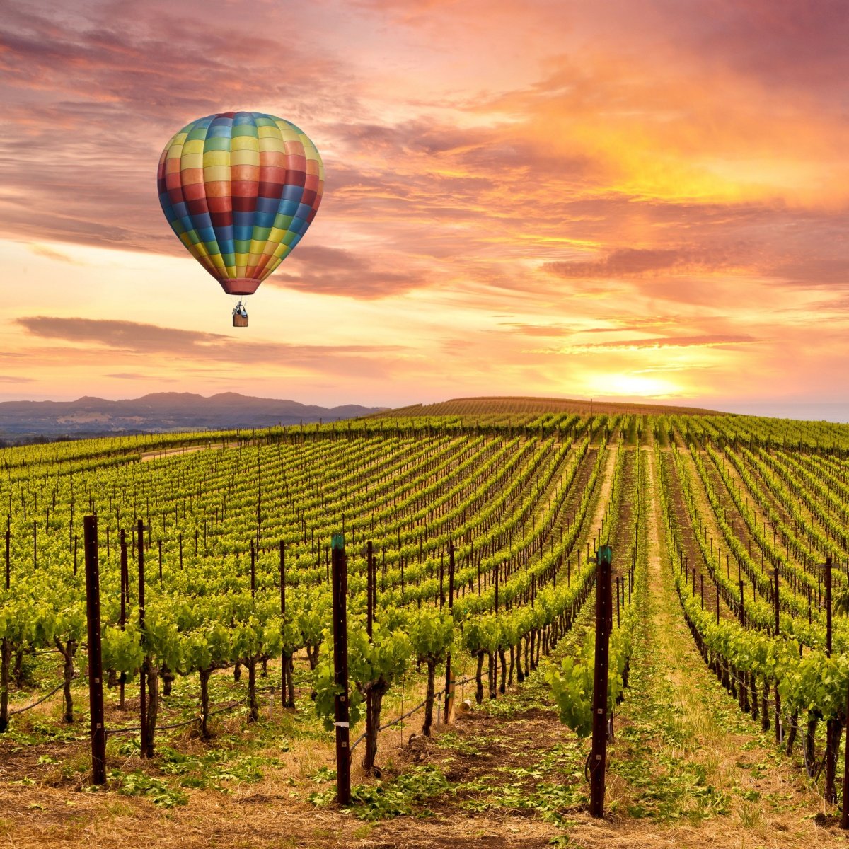 Hot air balloon over vineyard in Sonoma County