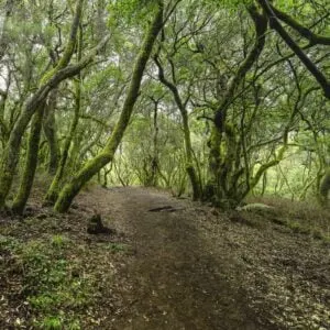 Laurisilva, A Laurel Forest In El Hierro, Canary Islands, Spain