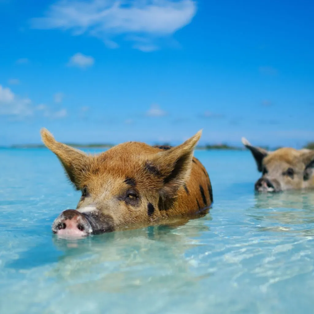 Swimming pigs in the Bahamas