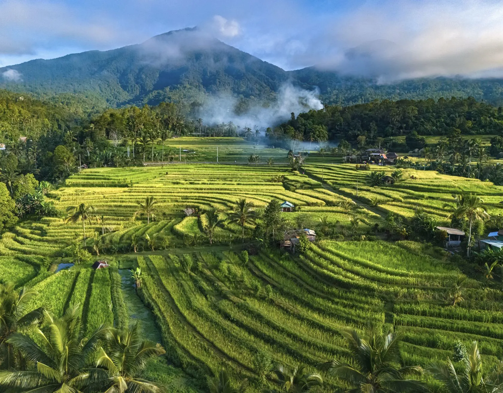 Bali Rice Fields