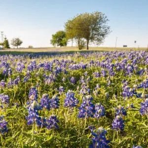 Field of bluebonnets outside Fort Worth