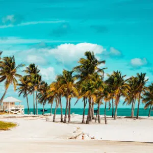 Palm trees swaying in Key Biscayne, Florida
