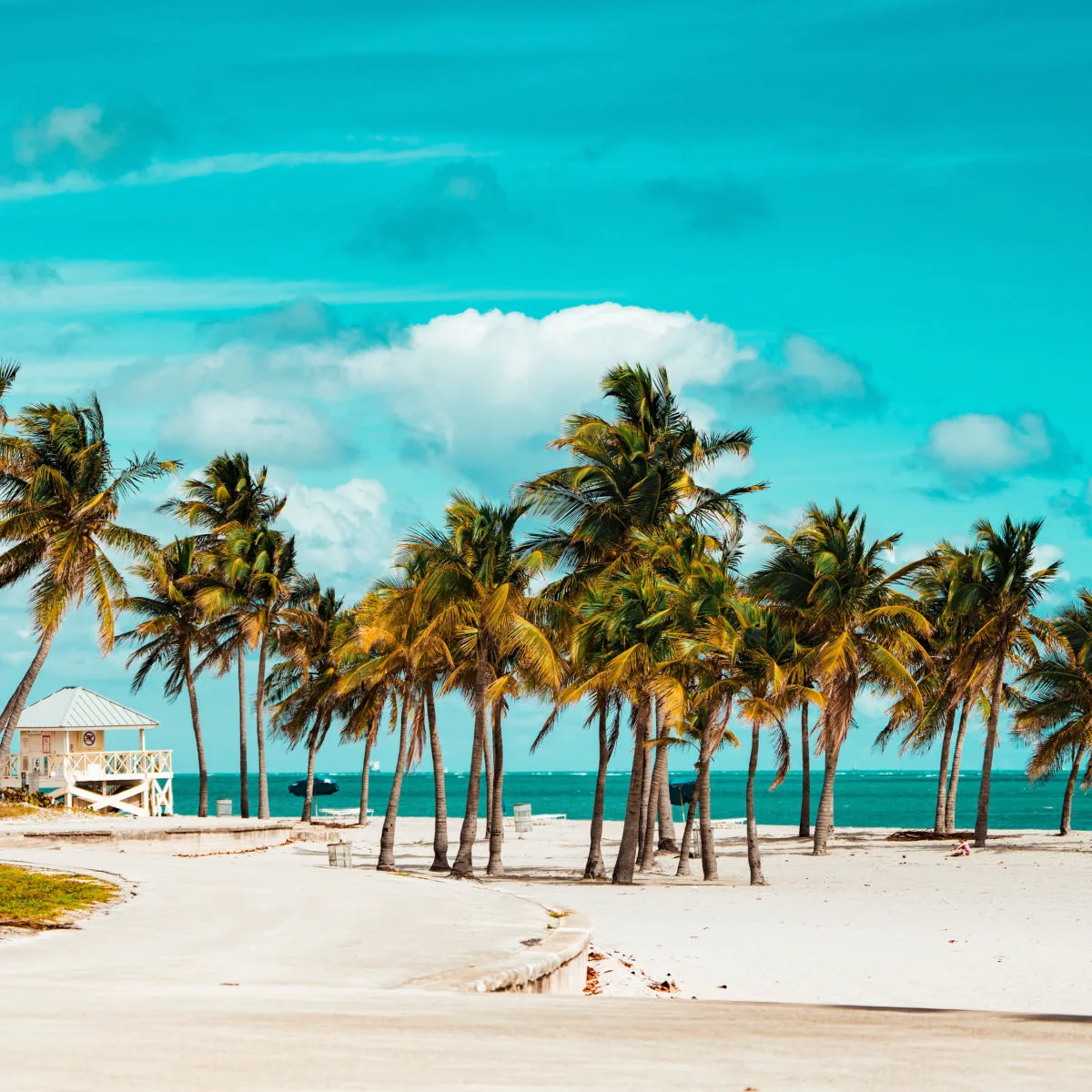Palm trees swaying in Key Biscayne, Florida
