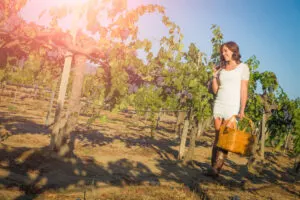 Woman walking through vineyard in Temecula, California