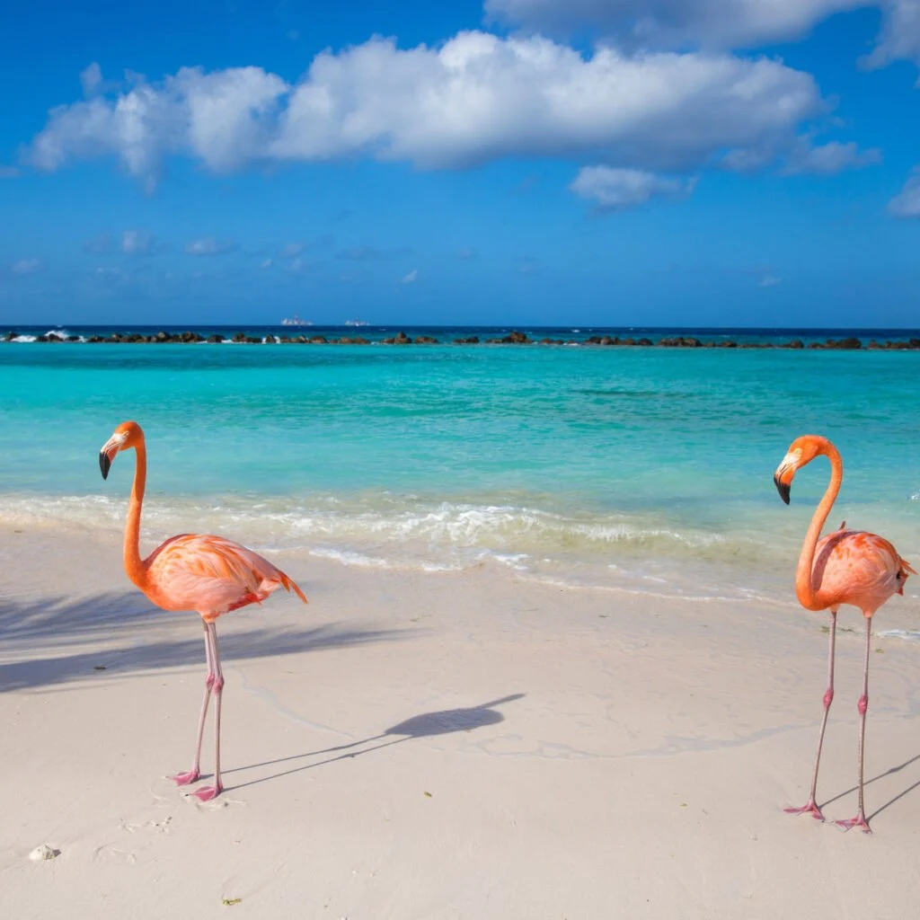 Flamingos on beach in Aruba