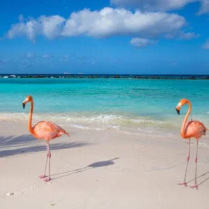 Flamingos on beach in Aruba