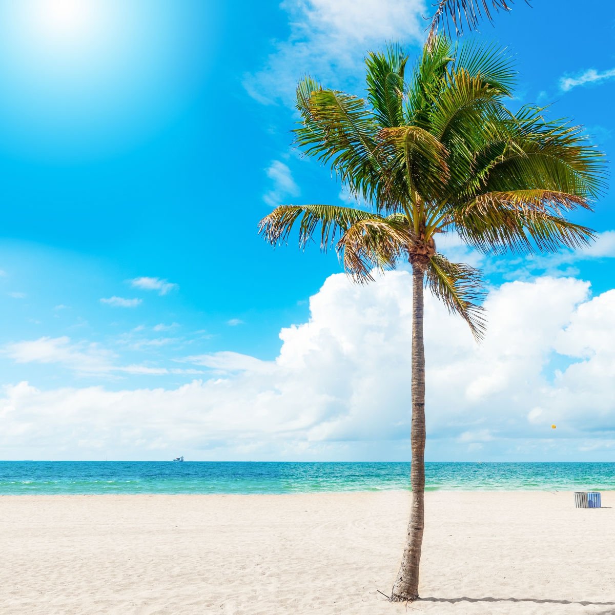 Lone palm tree on Fort Lauderdale beach