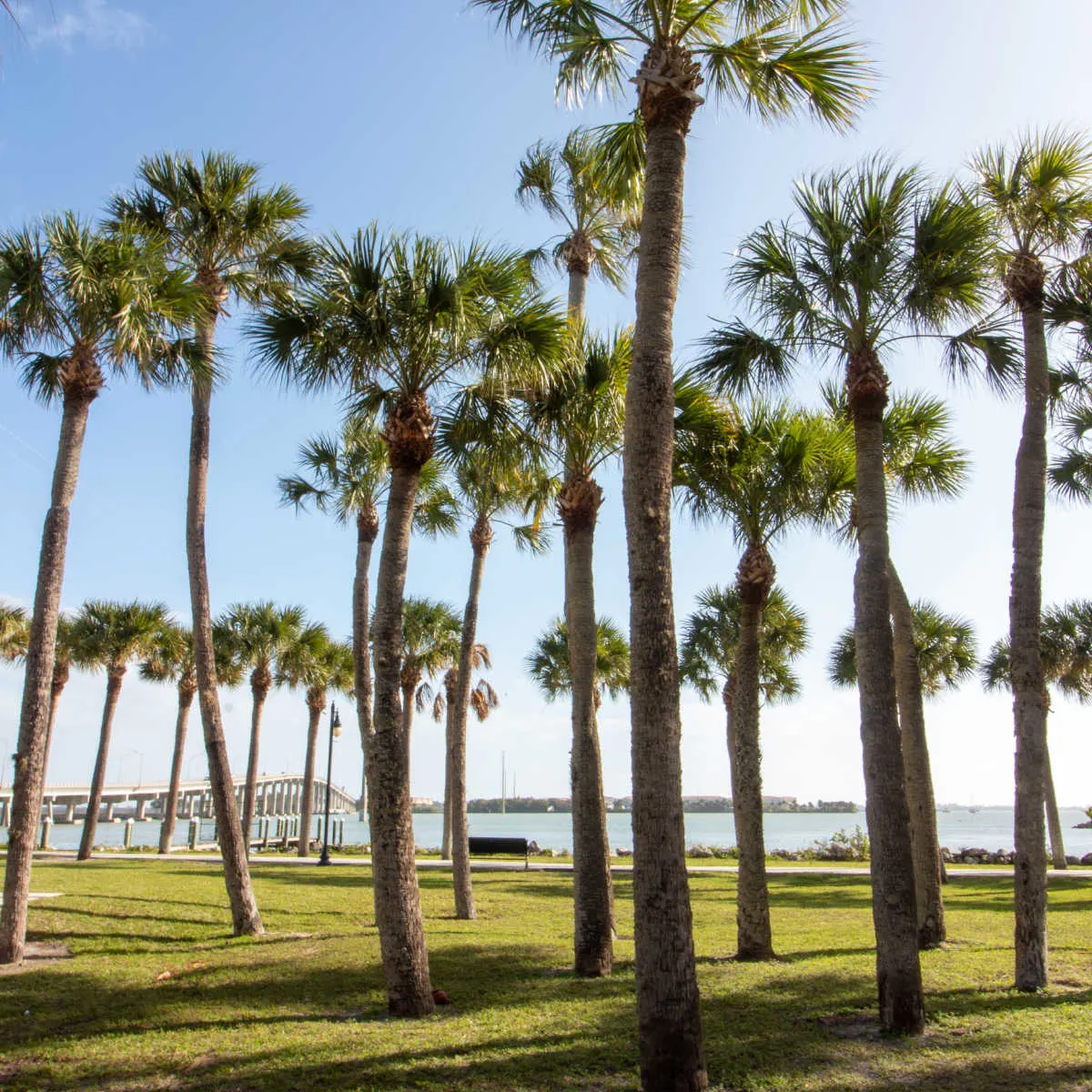 Park full of palm trees on Hutchison Island, FL