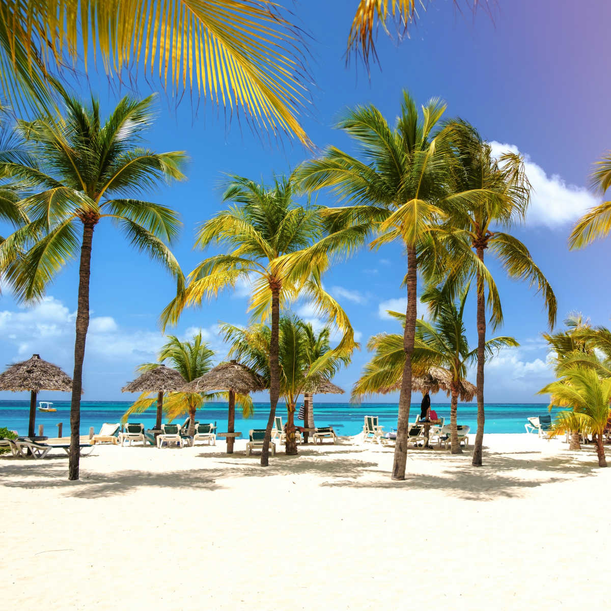 Pristine beach lined with palm trees in Aruba