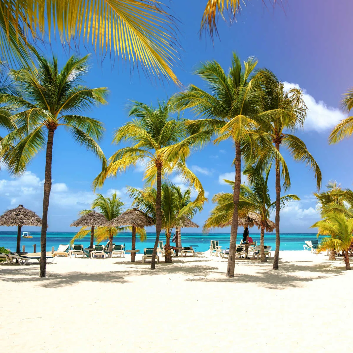 Pristine beach lined with palm trees in Aruba