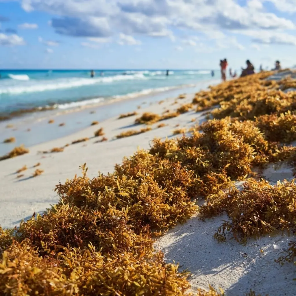 Sargassum-Filled Beach