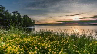 Flowers blooming along Lake Tomahawk, WI