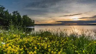 Flowers blooming along Lake Tomahawk, WI