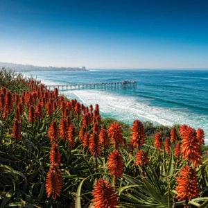 Wildflowers blooming at La Jolla pier