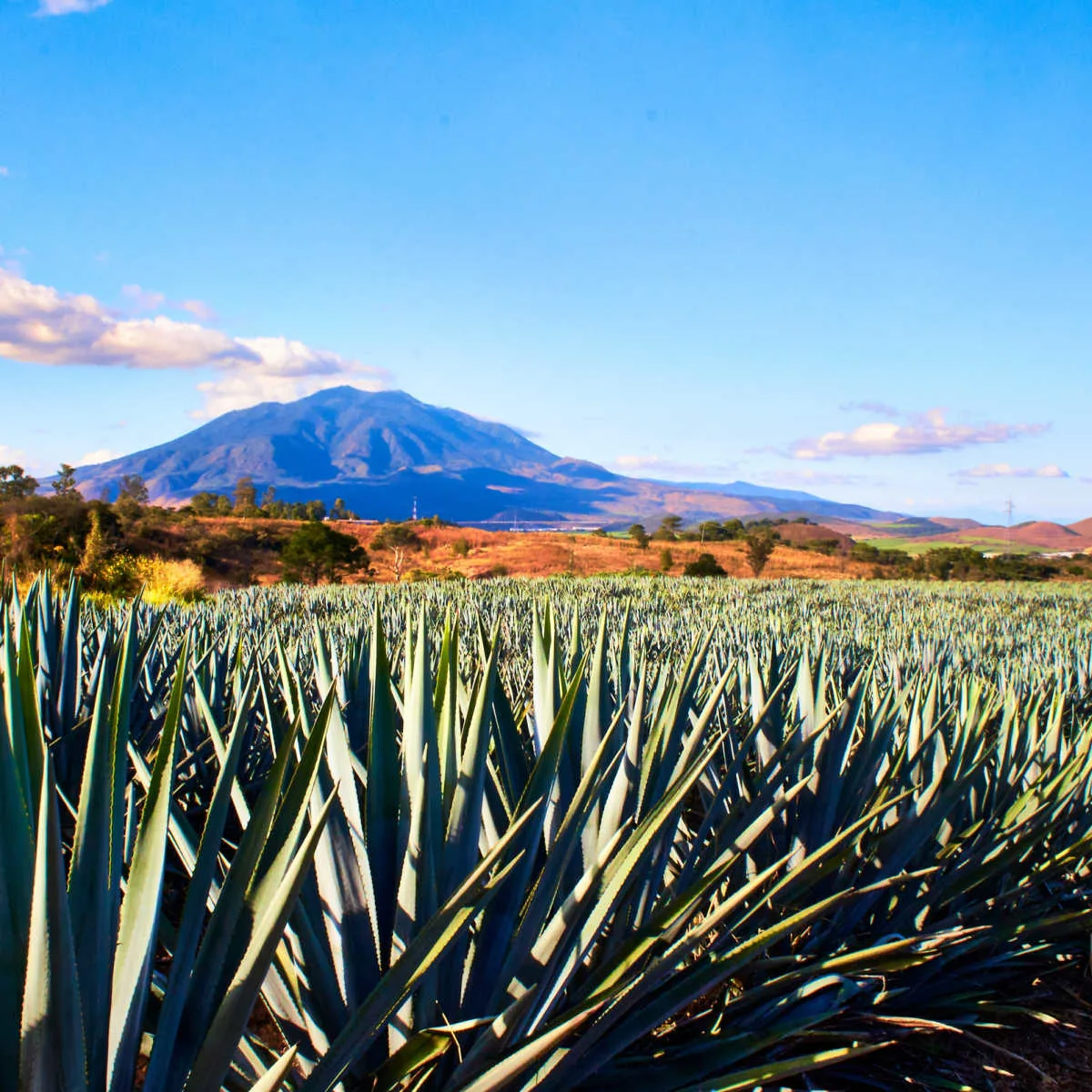 Agave fields outside Tepic, MX