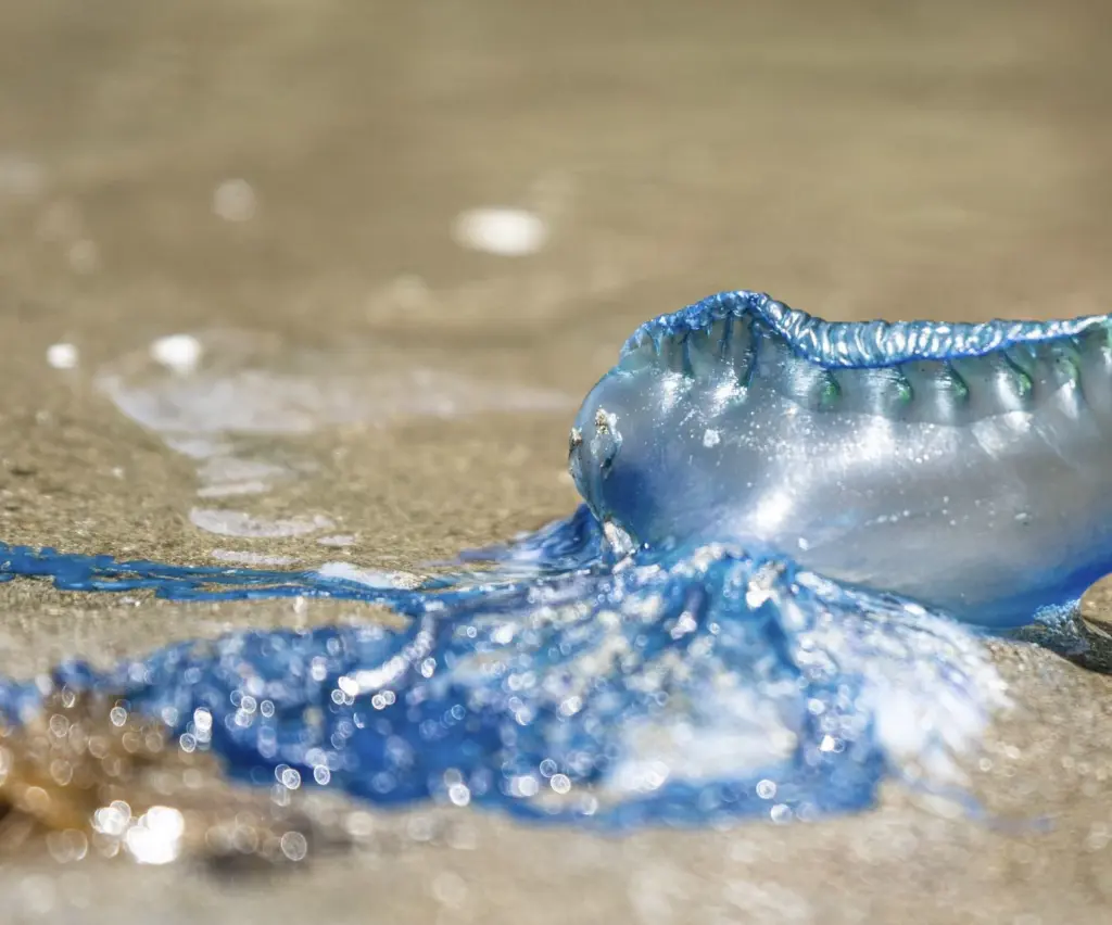 Blue bottle-jelly-fish.jpg