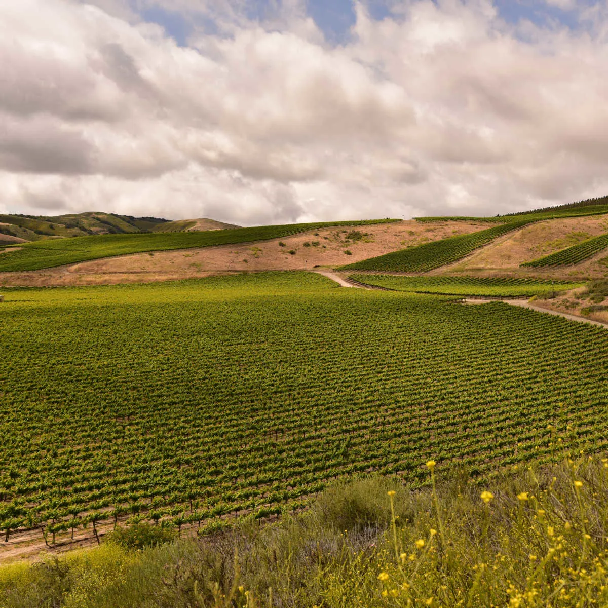 Central California vineyard