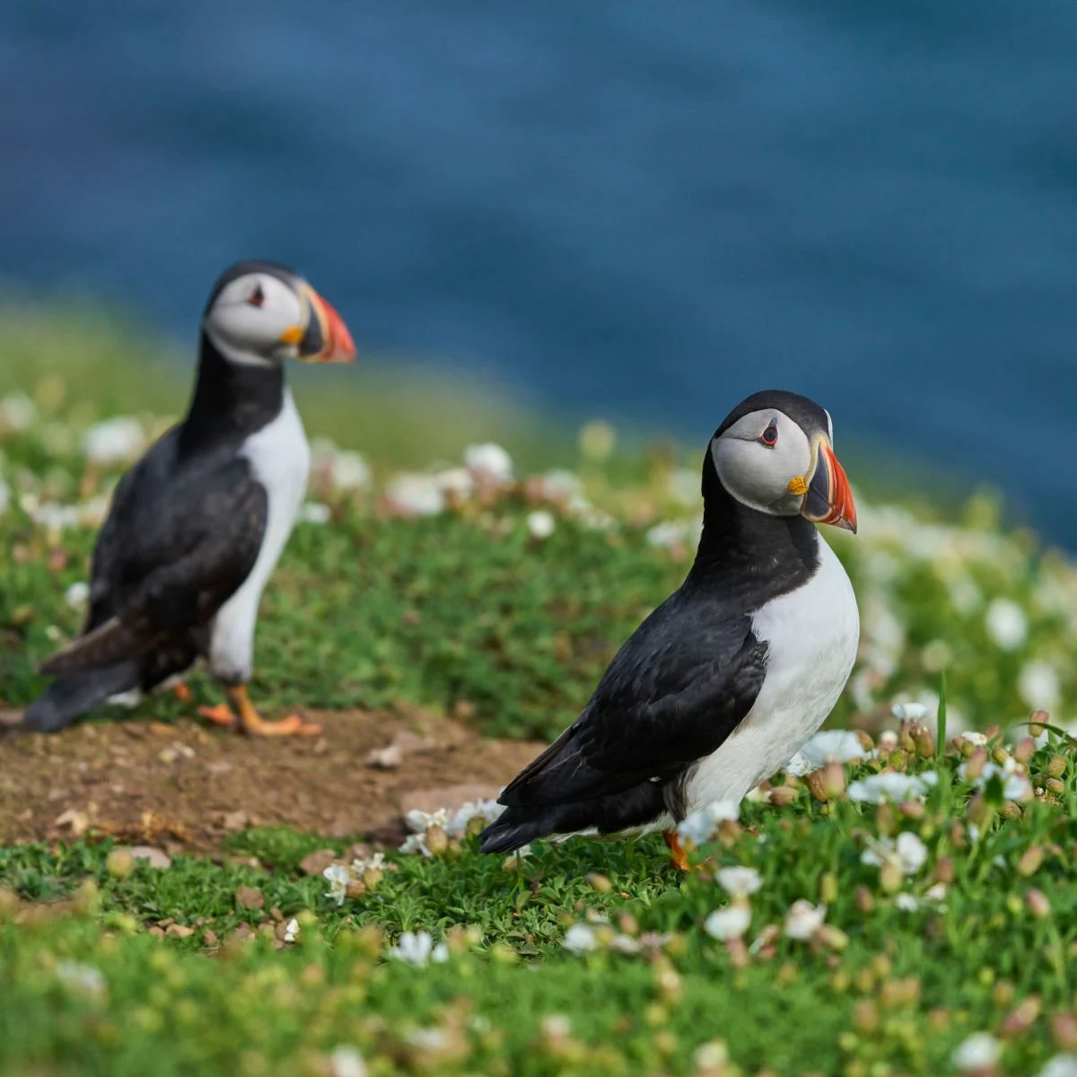 Puffins in Wales