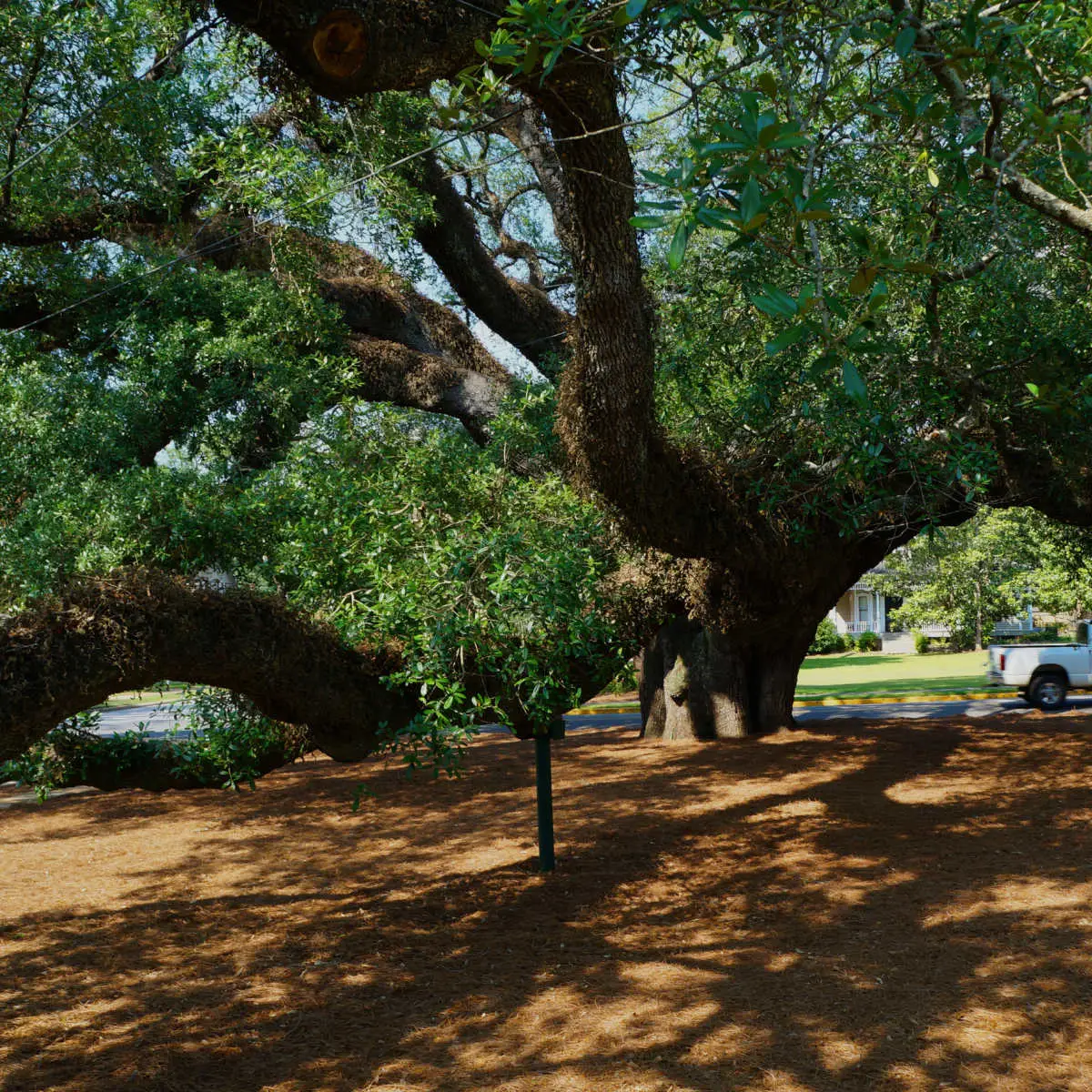 The Big Oak in Thomasville, GA