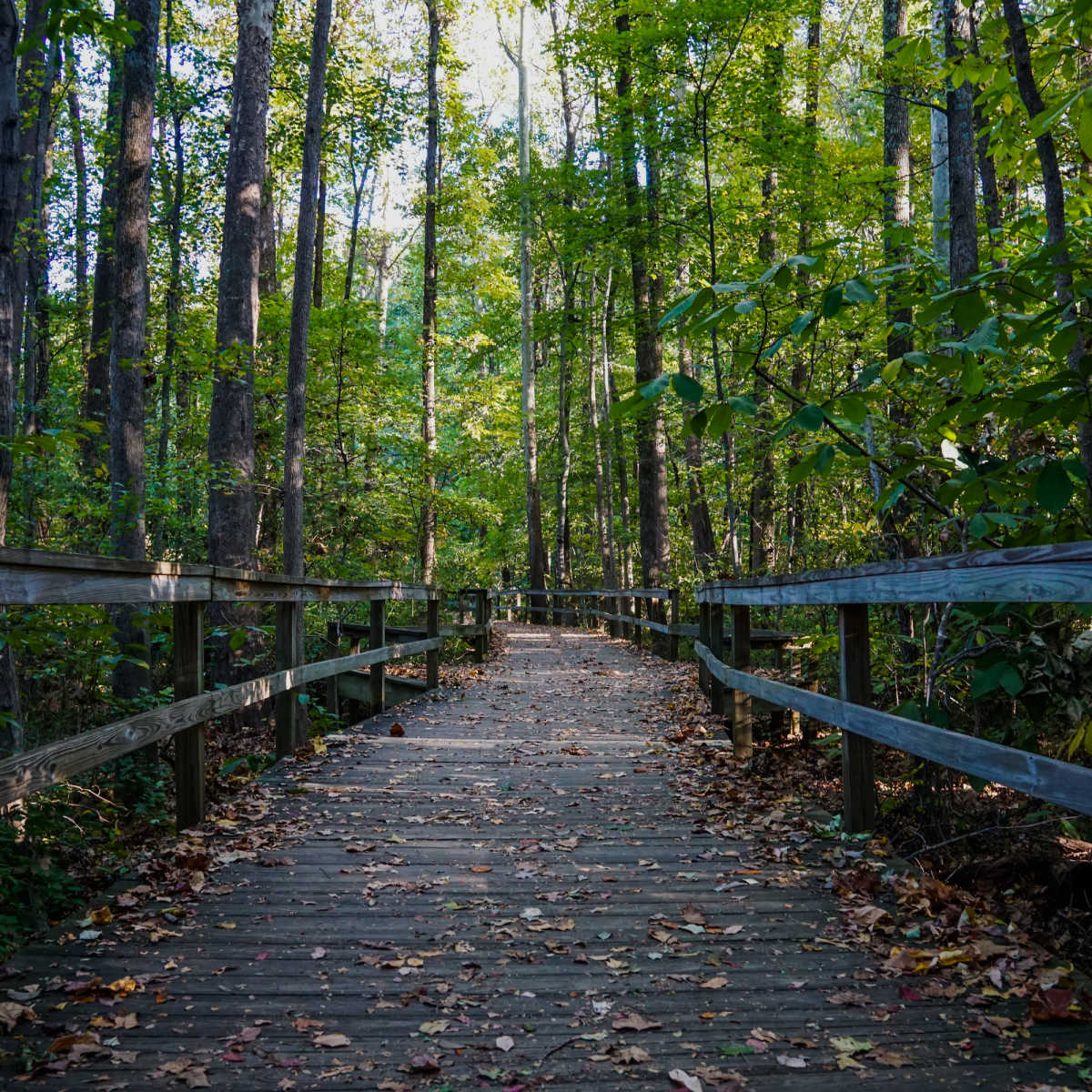Trail in woods - Greensboro, NC