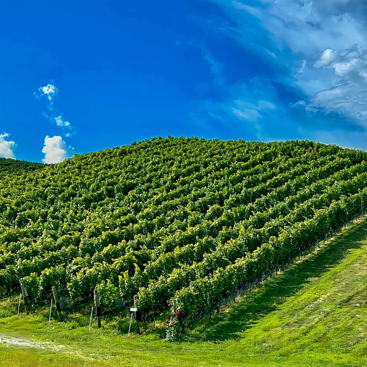 Winery in North Carolina