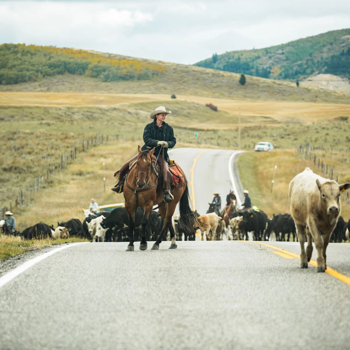 Cattle drive in Wyoming
