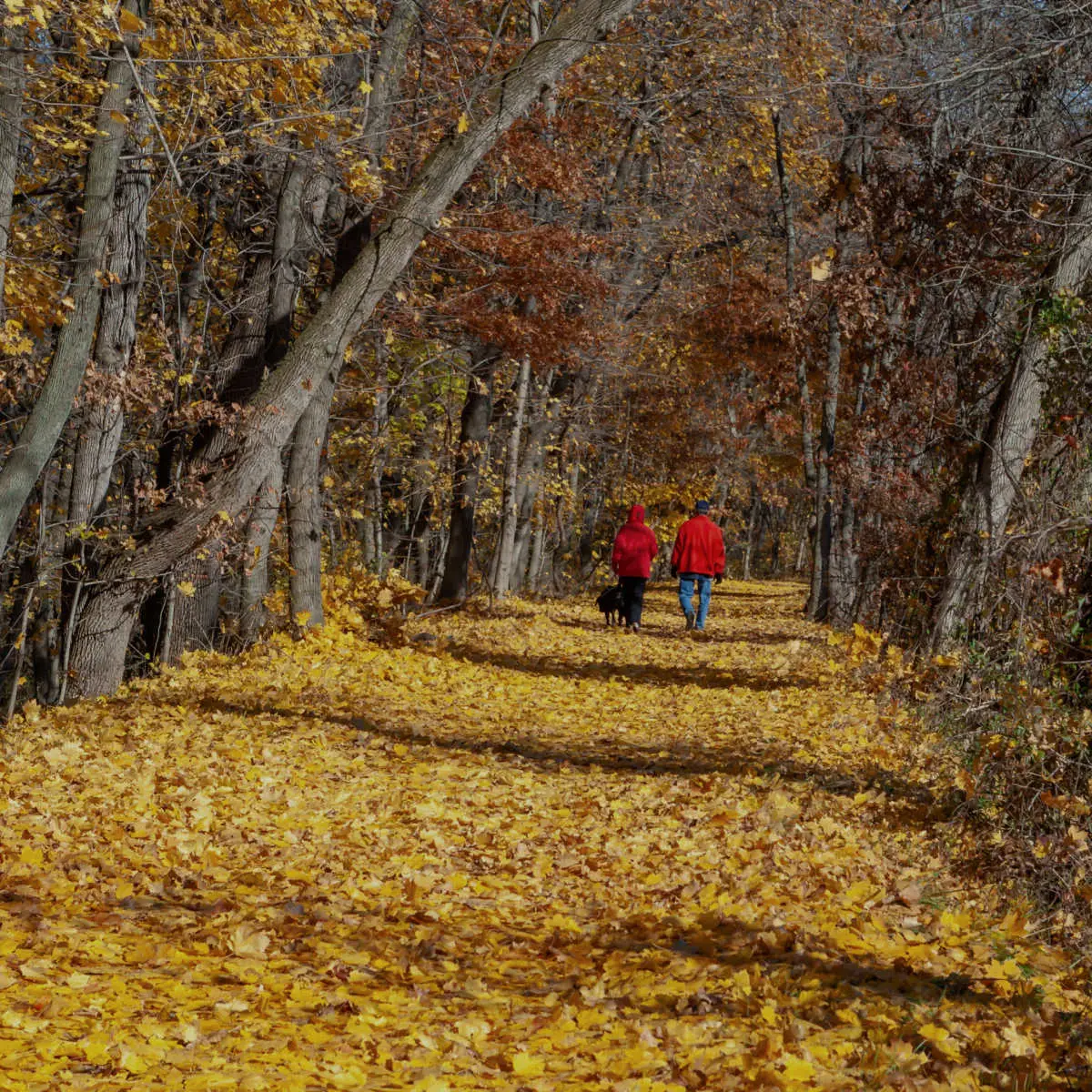 Fallen yellow maple leaves in the park, Delaware Raritan Canal State Park, New Jersey