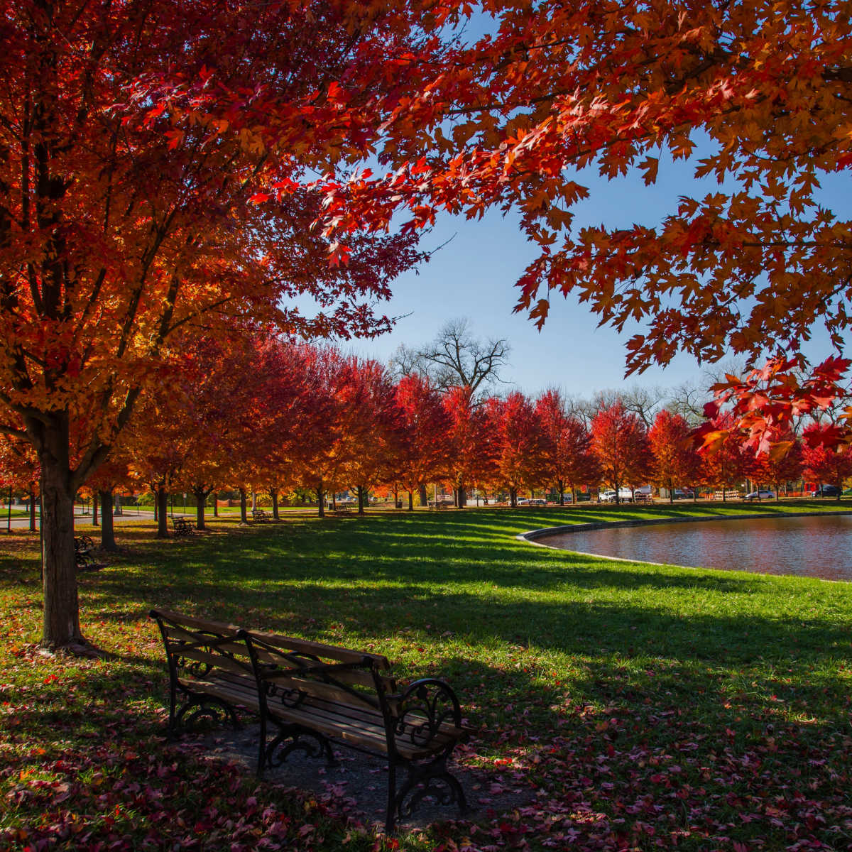 Fiery foliage in Forest Park of St. Louis
