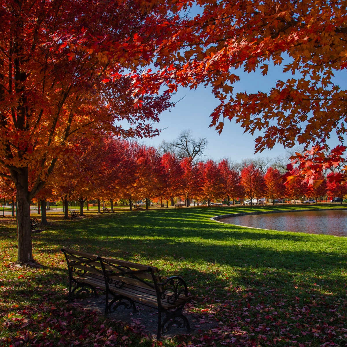 Fiery foliage in Forest Park of St. Louis