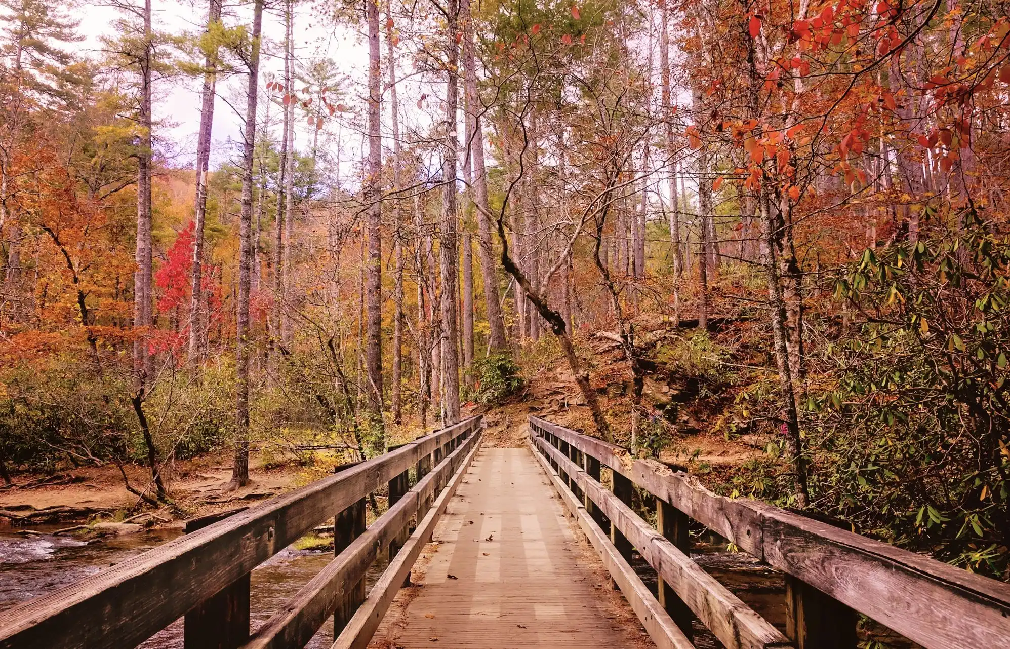 Great Smoky Mountains National Park, NCTN