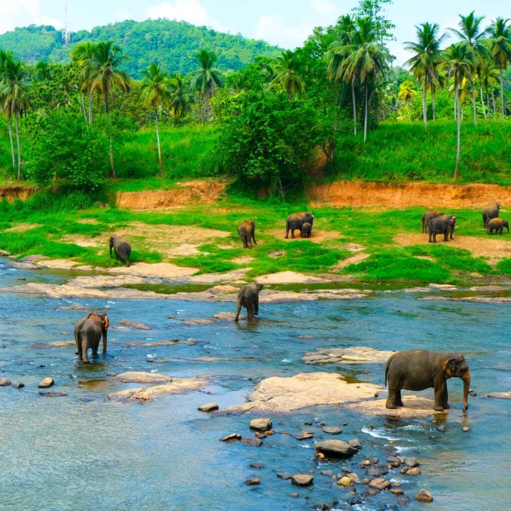 Herd of elephants in Sri Lanka