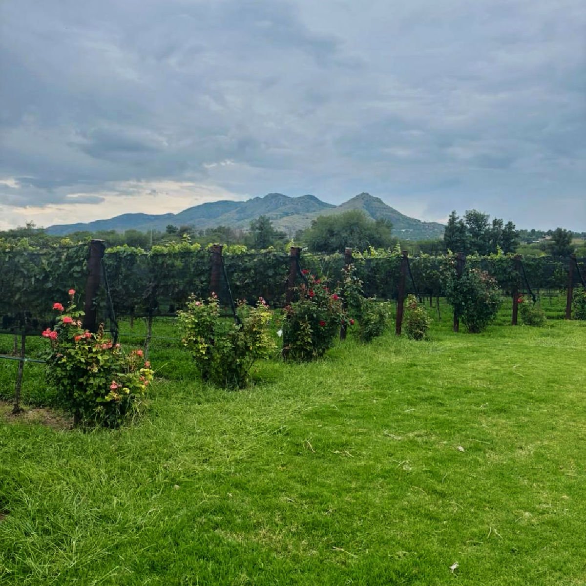 I Visited Mexico's Most Underrated City - Here Are 5 Things That Surprised Me Most Mountain backdrop at Vinicola Santossa in Aguascalientes, Mexico