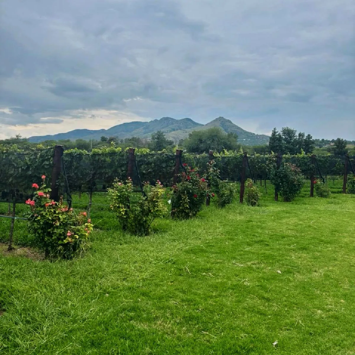 Mountain backdrop at Vinicola Santossa in Aguascalientes, Mexico