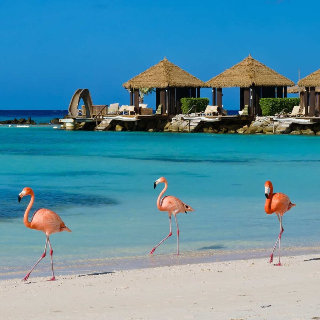 Pink Flamingos On A Beach In Aruba, Dutch Caribbean