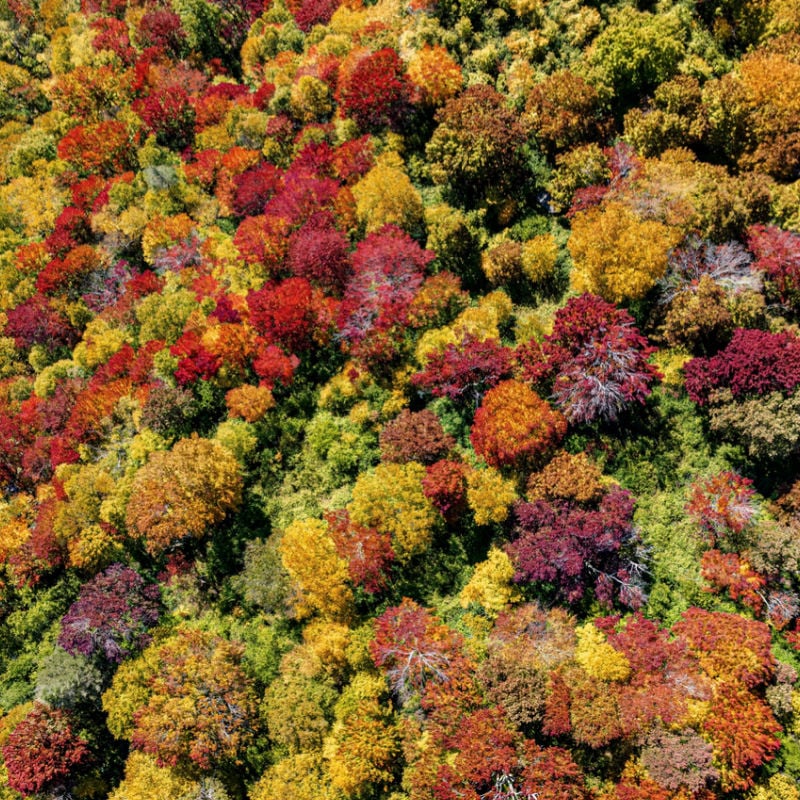 Canopy of fall colors in Blackwater Falls State Park