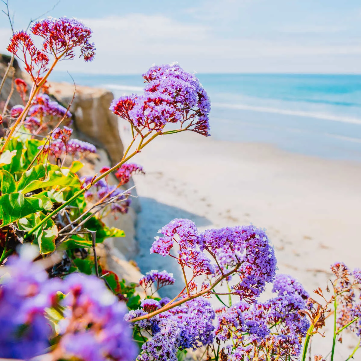 Cliffside wildflowers blooming in Solana Beach, CA